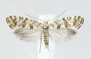 TIETOLAATIKKO 1 Digitivalva reticulella jäkkäräverkkokoi 12 mm Digitivalva reticulella elää toukkana jäkkäröillä (Gnaphalium spp.