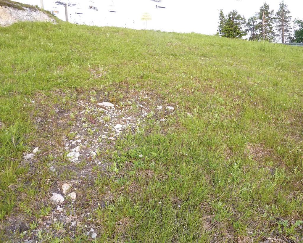 2c esiinny heinittymään taipuvaisilla mullitetuilla rinteillä (kuva 3) eikä aivan lakialueella maapohjan näennäisestä sopivuudesta huolimatta.