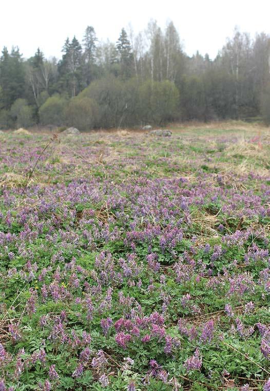 Osittain tämä johtui yksinkertaisesti siitä, että isokokoiset ja hyvälaatuiset pikkuapollolle sopivat niityt ovat Suomessa harvinaisia. Valinnanvaraa istutuspaikoiksi ei siis ollut paljoa.