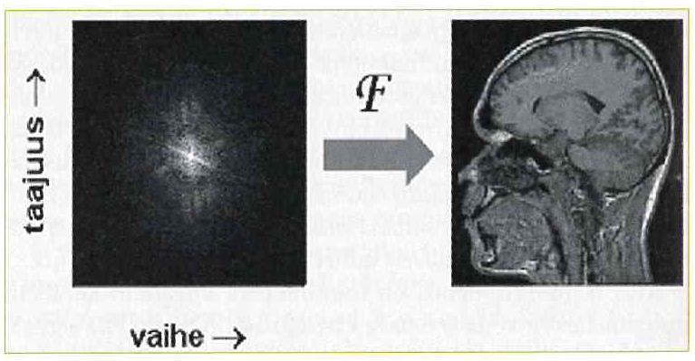 12 2.4 Signaalista kuvaksi Kudoksesta vastaanotettu taajuus eli raakadata tallennetaan kaksiulotteiseen matriisin, jota kutsutaan k-avaruudeksi.
