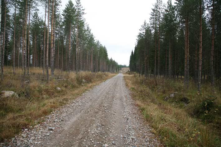 Riukuuntuneet männiköt kannattaa