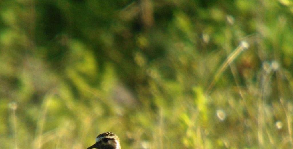 Toholampi-Lestijärven tuulivoimapuiston Linnustoselvitys 18 Kapustarinta (Pluvialis apricaria) Kapustarinnan pääelinympäristöjä ovat laajemmat avosuot ja tunturipaljakat.