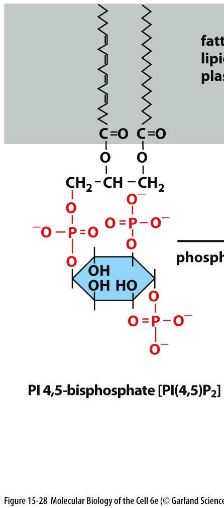 G q -VIESTINTÄ: fosfolipaasi-c (PLC ) reitti PIP 2 -