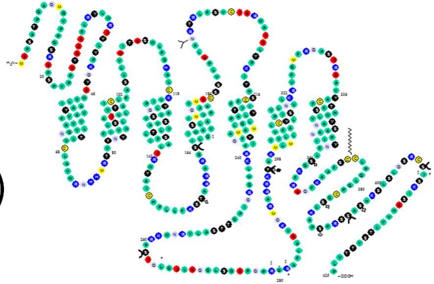 GPCR PERUSRAKENNE 7 solukalvon