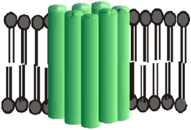 helix) N-terminaalinen