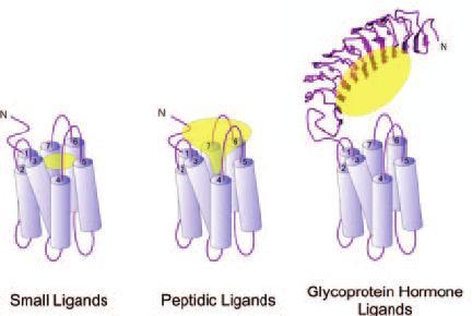ERI LIGANDIT SITOUTUVAT ERI KOHTIIN RESEPTORISSA Ligandin rakenne määrittää sitoutumispaikan Lipidiligandit menevät membraaniin ja siirtyvät siitä GPCR:n
