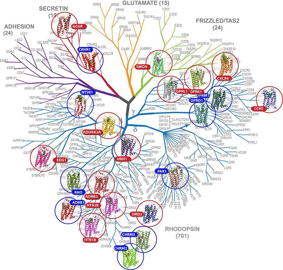 GPCR RAKENNEVARIAATIO ON MYÖS SUURI GRAFS-luokittelu Glutamaatti- Rhodopsin- Adhesion- Frizzled-