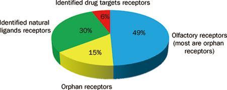 ORVOT RESEPTORIT (Orphan receptors) Tunnetaan lukuisia GPCR geenisekvenssejä (tai proteiineja), joiden fysiologinen ligandi on tuntematon (140 kpl vuonna