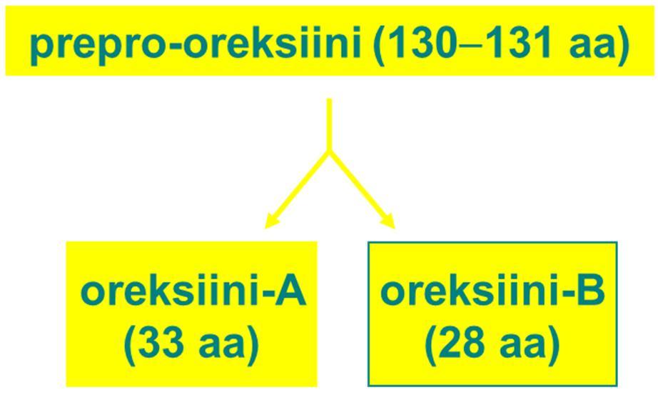 OREKSIINIT Neuropeptidejä