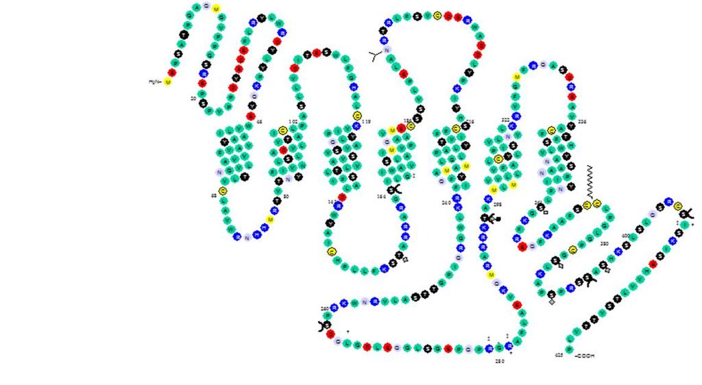 OREKSIINIRESEPTORIT OX 1 R OX 1 - ja OX 2