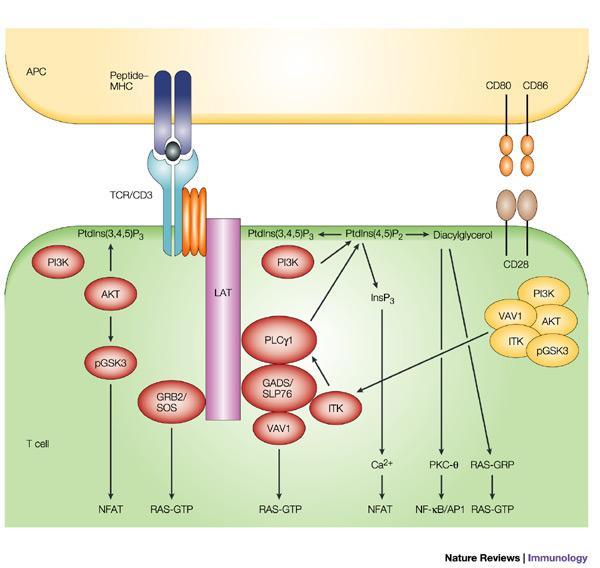 Adaptoriproteiinit = scaffold-proteiinit liittävät yhteen muita proteiineja