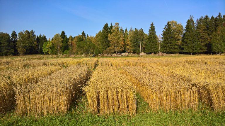 Tuotos, valkuainen ja HLP 2017, kevätvehnä Vehnän keskisato oli n. 5,3 tonnia/ha, mikä on luomulajikekokeidemme ennätys.