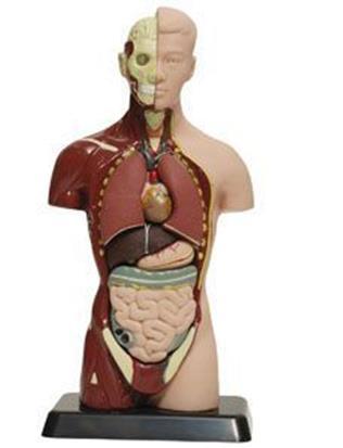 Uroterapia (ICCS 2004, 2014) (Austin ym. 2016) Standardi uroterapia fysiologia ja anatomia (normaali toiminta, miten ko.