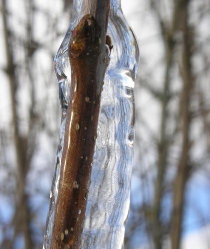 Jäsenleh