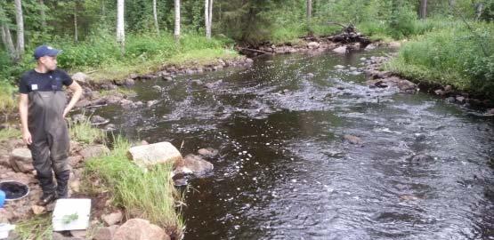 sten aikaan Koekalastu veden korkeus ol nähden normaali.