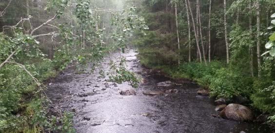 Saadut kalat rauh nukutusaineliuoksessa, jonka jälkeen ne määrit punnittiin.