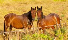 KOMPOSTOINTI: rumpukompostori Rumpukompostori on sylinterinmuotoinen, pyörivä säiliö, joka nopeuttaa hevosenlannan kompostoitumista ilmastus- ja lämpövaikutuksen avulla.