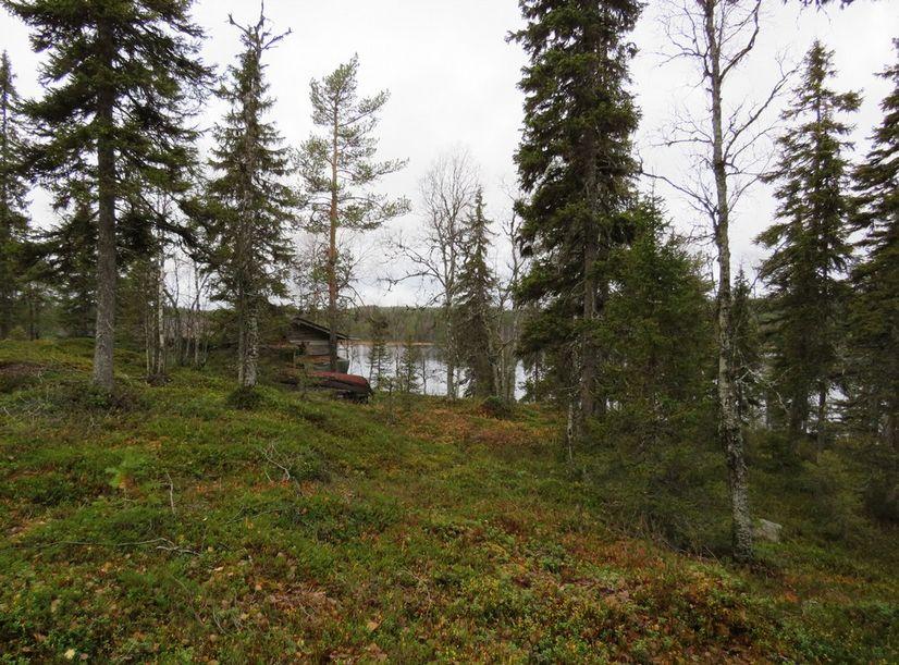 Metsäinen alue Isokenkäisten klubin