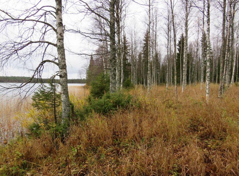 Rantavyöhyke oli melko vaikeakulkuista korkeasta aluskasvillisuudesta johtuen. Maaperä on melkein kokonaan muokattua.