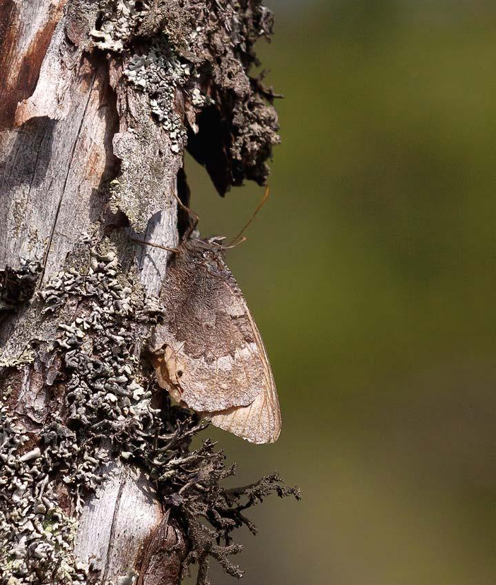 JUHA JANTUNEN JUHA JANTUNEN Niittyhopeatäplä (Boloria selene) on yksi vahvimmin lämpenevistä kesistä hyötyneistä päiväperhosista.