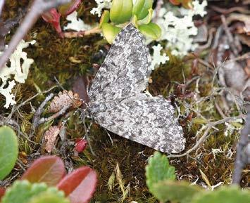 JUKKA TIITTANEN KARI TAHVANAINEN KARI TAHVANAINEN Entephria polata sysipohjanmittari. Gistuskáidin huippujen välisillä paljakka-alueilla runsain pikkuyökkönen oli X. quieta. L. staudingeri ja P.