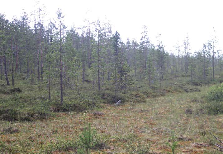 KARI TAHVANAINEN lisen määrän konjakkia (Napoleon XO / Meukow).
