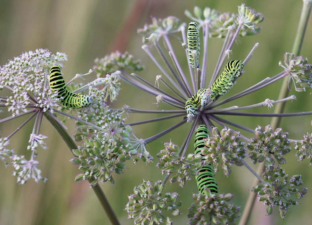 MATTI ANTTILA Ritariperhosia (Papilio machaon) näkyi selvästi enemmän kuin aikaisempina 2000-luvun kesinä. Myös toukkahavaintoja tehtiin runsaasti.