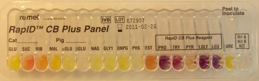 Näyte 32/2014 (2/2011). 1. Arcanobacterium haemolyticum 1.