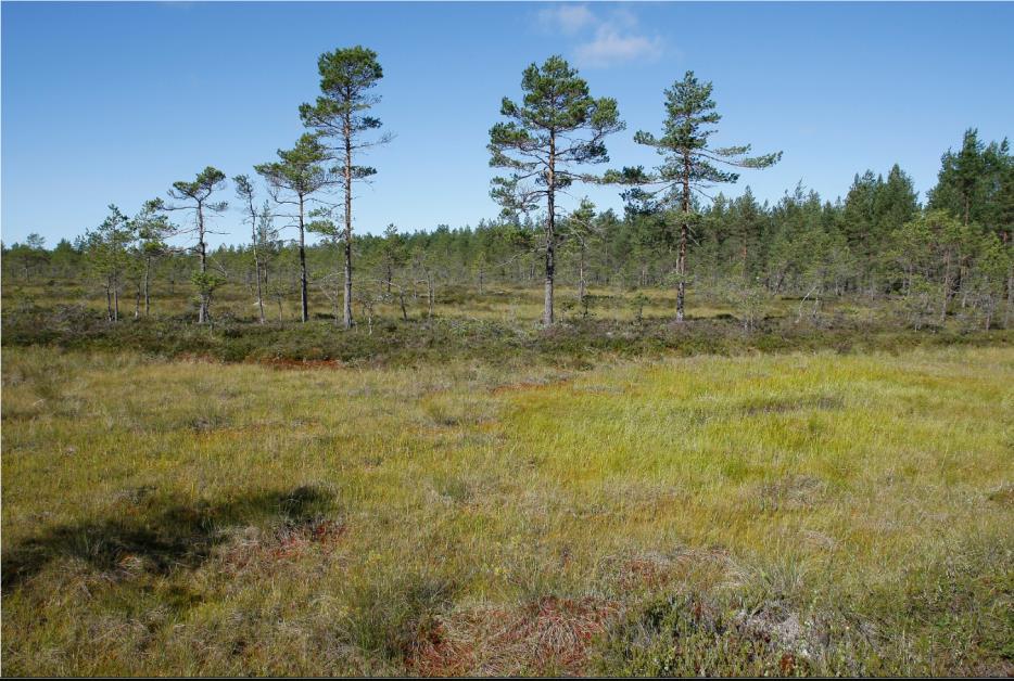 Kasvillisuusselvitys / arvokkaita elinympäristöjä Räminkeidas (15926)/Merikarvia Keidasräme (KeR)/lyhytkorsineva