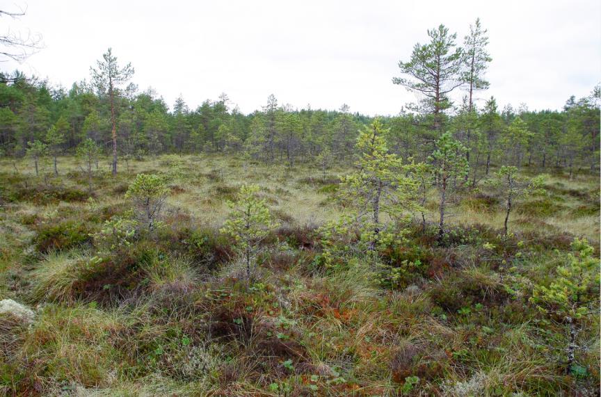 arvokkaita luontotyyppejä, joskin Kivijärvensuolla (95)/Ulvila kyse on vain yhdestä