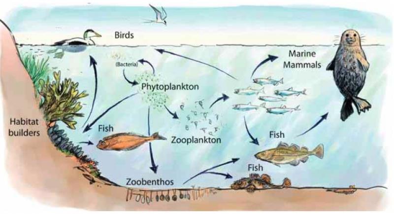 Foodweb and biodiversity of an Arctic ecosystem. Simplified view of the Disko Bay ecosystem with copepods in a central positon.
