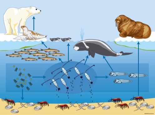 middle left), and provide food for organisms at higher trophic levels such as fish, birds (auks) and whales (Greenland whale).