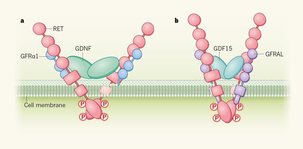 GDF15 sitoutuu GFRAL reseptoriin ja aktivoimalla RET