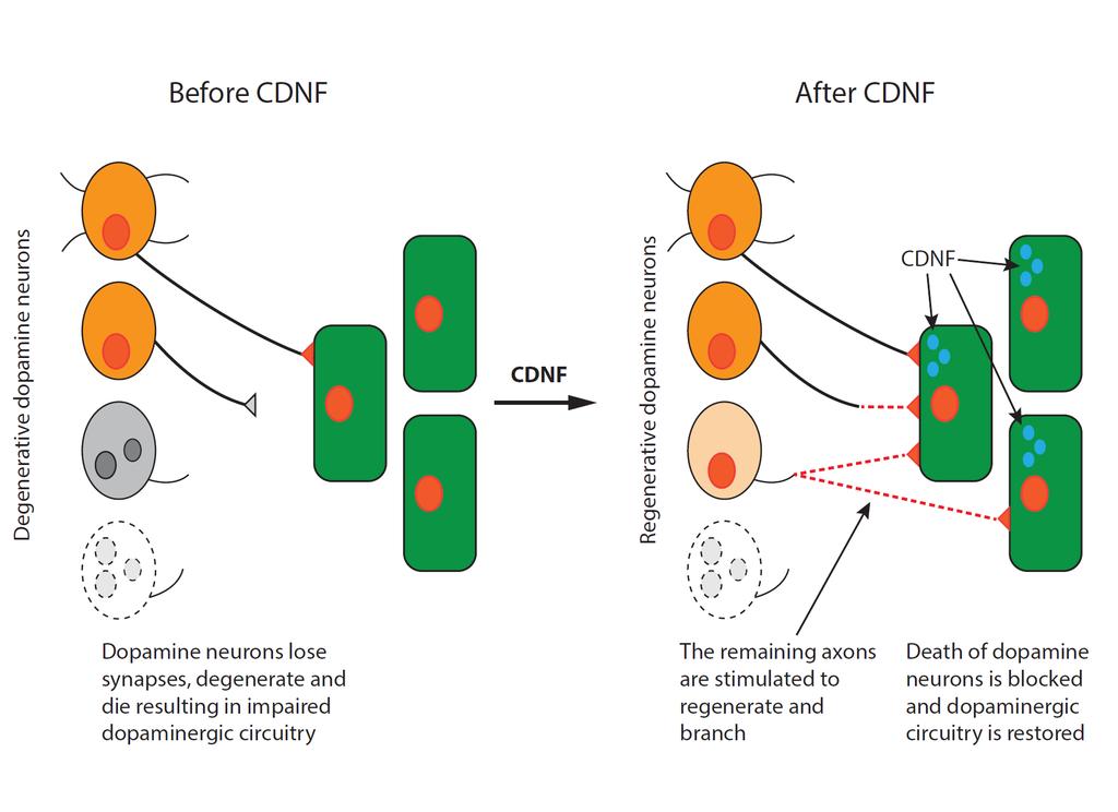 CDNF suojaa ja korjaa dopamiini-hermosoluja Parkinsonin