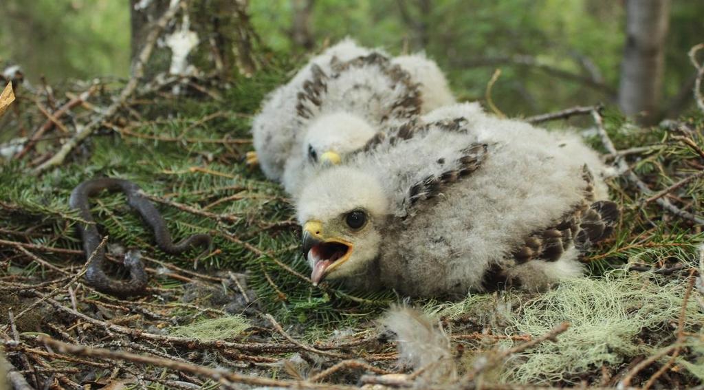 Hiirihaukkoja muutti hankealueen läpi kymmenkunta. Kuvassa hiirihaukan poikasia pesällään. Saaliina vielä sätkyttelevä kyy. Kuva on otettu Paltamossa heinäkuussa 2014. Taulukko 1.