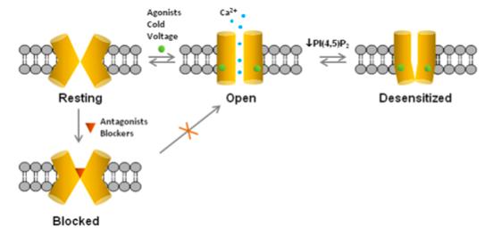 14 Kuva 2. Mentolireseptorin eri tilat. Reseptori voi olla lepotilassa (resting), suljettuna (blocked), auki (open) tai epäherkistynyt (desensitized) (Pérez de Vega ym. 2016).