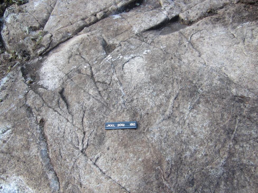 33 Kuva 2. Aulangon tasarakeista tonaliittista granodioriittia lähellä sivukiven kontaktia. Kivessä on ohuita kvartsisuonia. (x = 6765154, y = 367058).