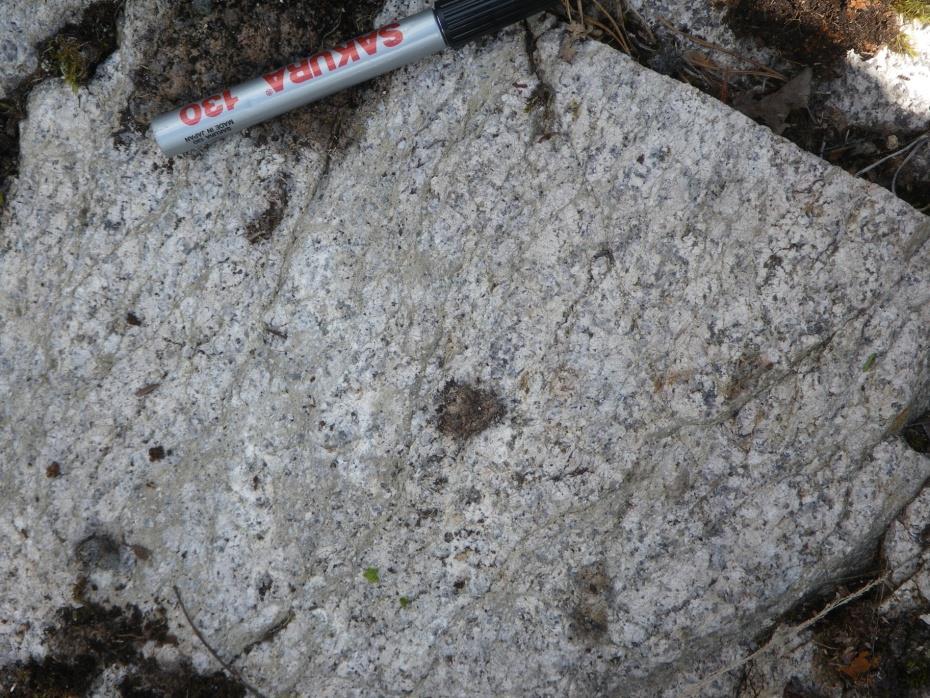 75 Kuva 2. Deformoitunut, hiertosaumoja sisältävä ja epidoottiutunut Kotkan batoliitin granodioriitti (x = 2500427, y = 6764545).