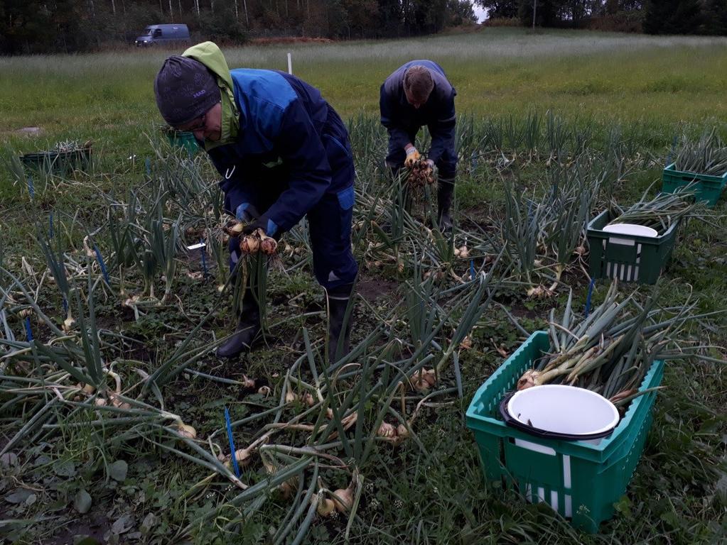 17 5.5 Kuva 5. Sipulit nostettiin satonäytealoilta naatteineen. Kuva 6.