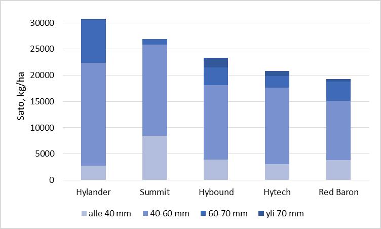 18 > 70 mm Lajittelussa käytettiin apuna vanerilevyä, johon oli tehty kokoluokkien mukaiset reiät, joihin sipuleita sovitettiin. Eri kokoluokkien sipulit punnittiin ja niiden kappalemäärät laskettiin.