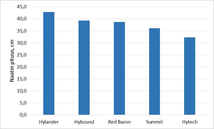 25 6.3 Naattien pituuskasvu ja taimien lukumäärä paakuissa Kasvustomittausten (20.7.2017) perustella Hylander-lajikkeen lehdet olivat pisimpiä, 42,8 cm (KUVA 17).