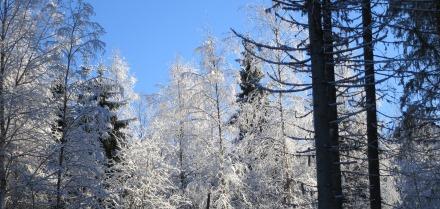 Tuottoarvomenetelmä jatkuu Esimerkki Tila Riihimäellä Pinta-ala 28 ha Metsän vuotuinen hehtaarituotto