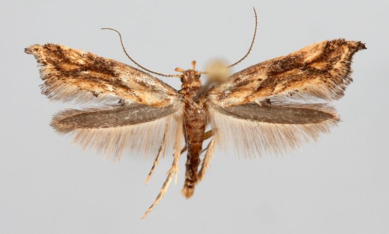 Epermenia falciformis (Haworth, 1828) Kuva: Olavi Niemi Tuntomerkit. Siipiväli 12-14 mm. Etusiivet vaaleanokrat; etureuna tyviosasta harmahtavanruskeakehnäinen.