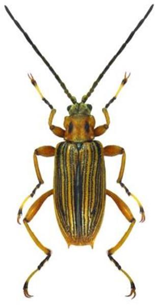 Macroplea pubipennis