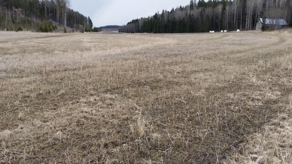 Sänkipelto, jossa peltomaalle jätetään edellisen vuoden viljakasvuston sänki talven ajaksi.