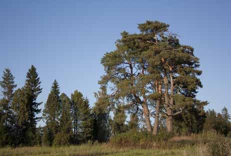 Pihapiirin rakennuskanta on ulkonäöltään hyvin yhtenäinen ja se sijoittuu peltoaukean reunaan loivan mäen rinteeseen.