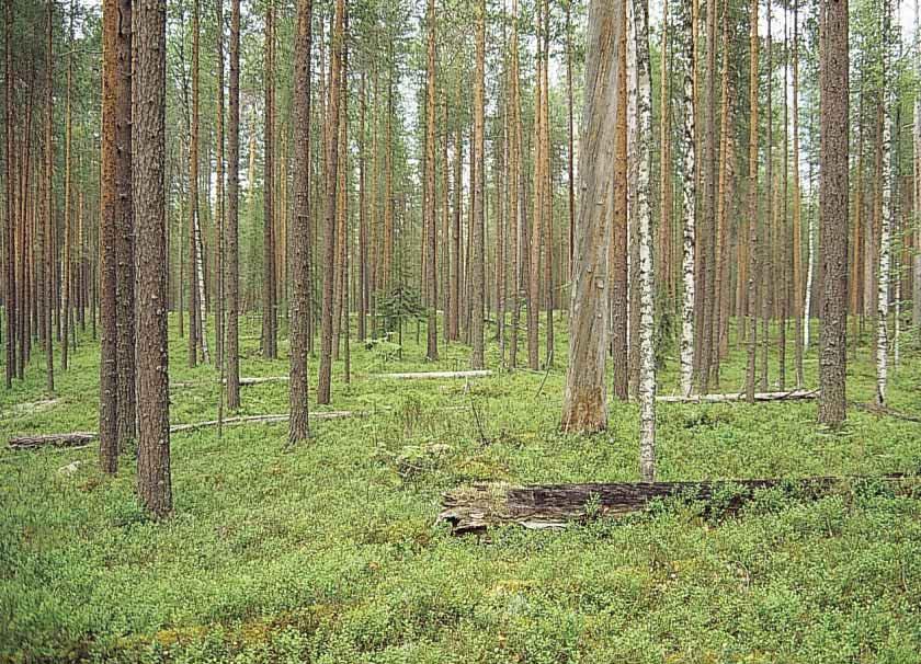 Suomen ympäristö 456 LUONTO JA LUONNONVARAT Seppo Tuominen