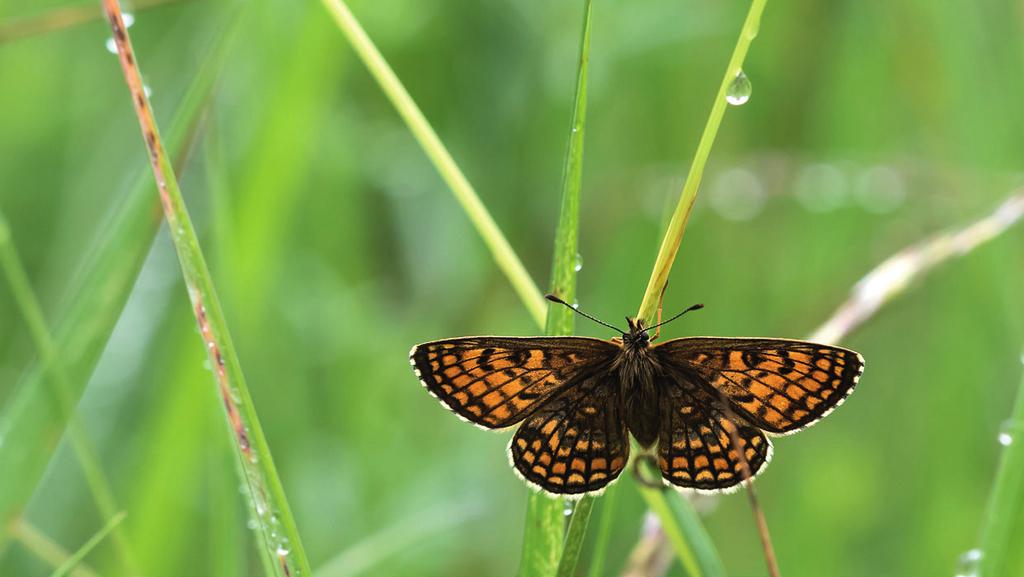 Valtakunnallinen päiväperhosseuranta 2017 Kimmo Saarinen JUHA JANTUNEN Ratamoverkkoperhosen (Melitaea athalia) suttuinen olemus märässä heinikossa antaa osuvan kuvan päiväperhoskesästä 2017.
