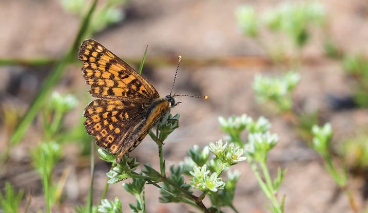 KUVA 6. FIGURE 6. R ahkahopeatäplästä (Boloria frigga) annettiin tietoja kymmenestä eliömaakunnasta, mihin on seurannassa päästy vain kahdeksana vuotena.