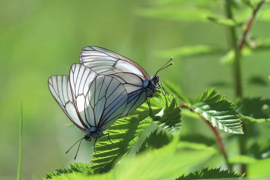 Pihlajaperhoselle (Aporia crataegi) kertyi lähes 200 seurantaruutua; enemmän niitä on vain vuosilta 2000 ja 2001. Laji ilmoitettiin pitkästä aikaa Etelä-Pohjanmaalta ja Oulun Pohjanmaalta.